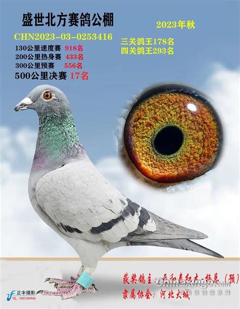 世界十大名鸽图片欣赏,的五大鸽系,名鸽超级种雌图片(第4页)_大山谷图库