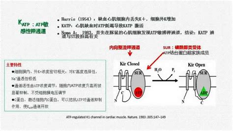 Klf5通过对ICM和TE基因的双重调控，建立了双电位细胞命运