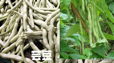 扁豆的种植时间和种植方法，山东省扁豆的种植时间和种植方法|admin_人人点