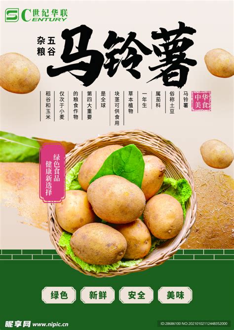 马铃薯植物蔬菜块茎淀粉杂货店土豆白色收成饮食团体高清图片下载-正版图片320824718-摄图网
