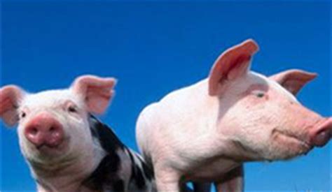 母猪非传染性流产的症状及防治_猪病解析 - 猪病预防及治疗/养猪技术 - 中国养猪网-中国养猪行业门户网站