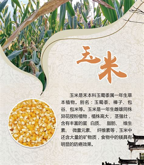 水稻农作物高清图片下载-正版图片501034592-摄图网