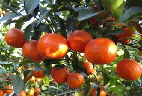 柑橘施肥用什么肥料？柑橘如何快速膨大？柑橘膨果防裂着色素用“调色师” - 知乎