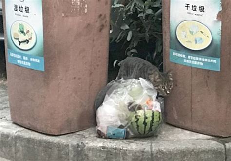 垃圾桶旁边捡了只猫，情况有点不乐观……|猫_新浪新闻