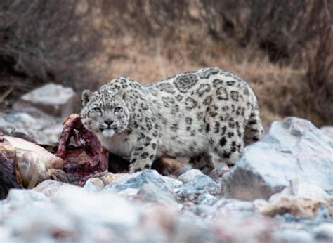 国际濒危野生动物雪豹现身珠峰北坡——人民政协网