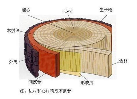 木质板材的分类和常见类型-中国木业网