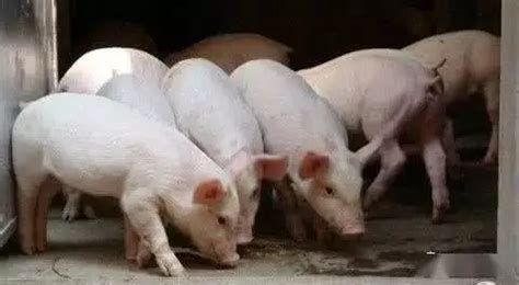 猪病治疗过程中常见的七种错误，千万不能再犯错了！农业资讯-农信网