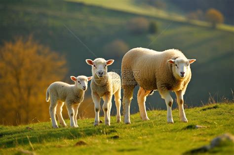 山坡上的小羊和母羊高清图片下载-正版图片600179905-摄图网