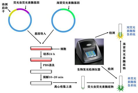 双荧光素酶报告基因检测（ luciferase）--南京英瀚斯生物科技有限公司