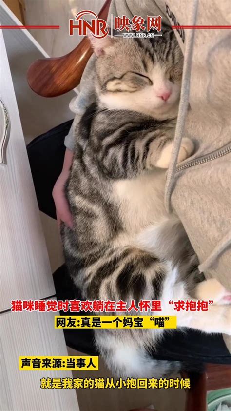 3月9日，江西赣州，猫咪睡觉时喜欢躺在主人怀里求抱抱。网友：真是一个妈宝“喵”。 #萌宠 #猫咪 #猫里猫气 #喵星人_凤凰网视频_凤凰网