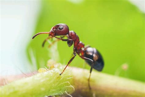 小蚂蚁---大特写|摄影|微距|瓜哥微距摄影 - 原创作品 - 站酷 (ZCOOL)