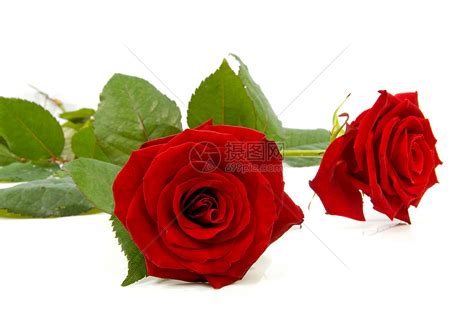两朵红玫瑰花朵礼物浪漫红色高清图片下载-正版图片320816917-摄图网