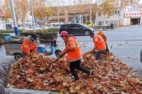 环卫工人清理大量香樟树落叶_社会_丹阳新闻_丹阳新闻网