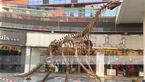 大型恐龙化石制作厂家的客户 - 玻璃钢骨架 - 景盛龙翔