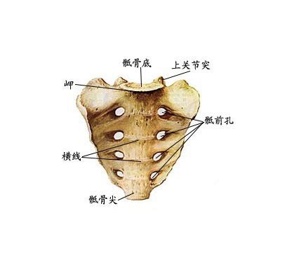 骶尾椎解剖图图片