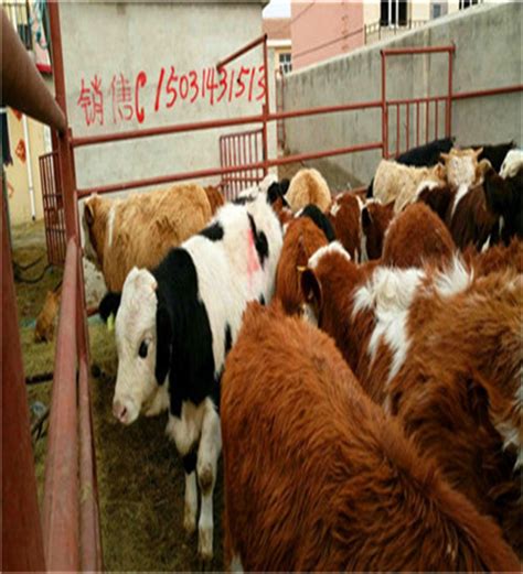牛栏网,养牛的牛栏图片,各种型号牛栏网图片_大山谷图库