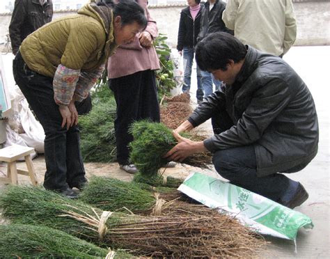 我市开展林草种苗质量抽检工作_工作新闻_扬州市自然资源和规划局