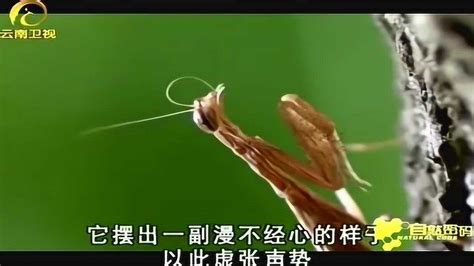 罕见！世界最美螳螂“兰花螳螂”