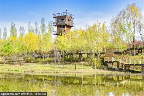 北京东郊的这个湿地公园，白“荷”与你相约，情人码头亮相！