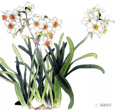 水仙花的样子和特点描写 水仙花的特征描写-花卉大全_农百科-农百科