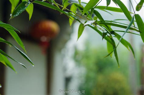 竹子水珠高清图片,带水珠的竹子图片,竹子高清图片_大山谷图库