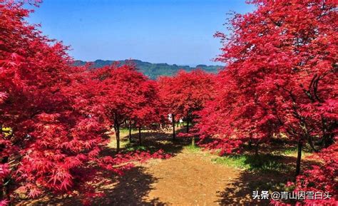 红枫树有多少品种(红枫树品种有哪些)-苗木知道-河北百盛苗木