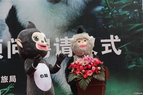 迪庆萌新IP诞生 滇金丝猴成为迪庆网红文旅局“首席顾问”_文旅头条_旅游频道_云南网