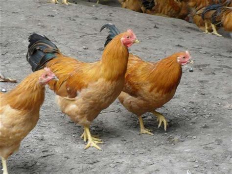 什么品种的鸡肉最好吃又产蛋多？ - 惠农网