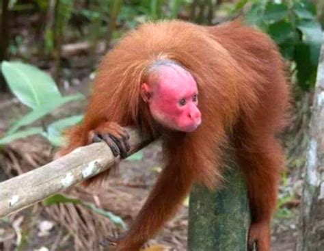 世界上最丑的猴子 样子好吓人还是一个小吃货 - 醉梦生活网