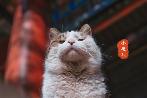 北京故宫181只猫火了，没有一只是吃白食的，还都有自己的名字