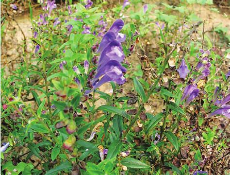 黄芩种植技术 - 农村致富网