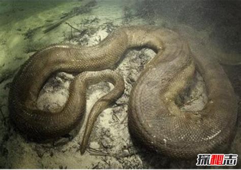 四川发现50米巨蟒，世界上最大的蟒蛇(蟒蛇成精吓死人)_探秘志