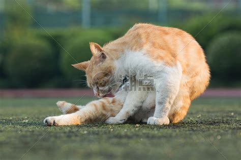 学校操场上的流浪猫高清图片下载-正版图片500531843-摄图网