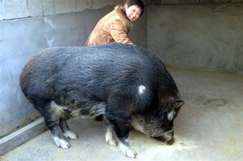 一头重量200斤左右的猪，把它的肉全部卖完能赚多少钱？长见识