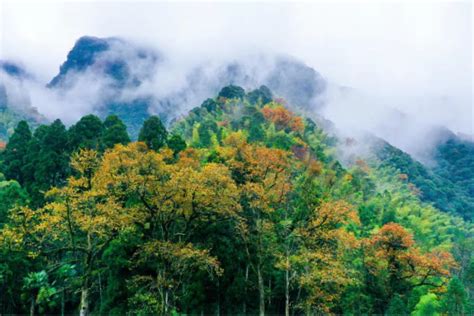 让“绿色群山”成为“富民靠山” 南平全面推广“森林生态银行·四个一”林业股份合作经营模式 - 中国网