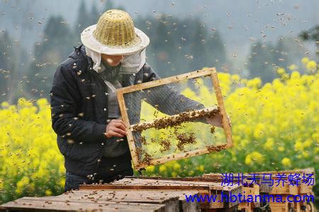 【小康路上看老乡】徽县榆树乡：蜂场全程数字化 助推蜂产业快速发展 - 丝路中国 - 中国网