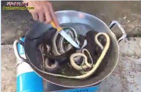 蛇年吃点儿特别的 越南眼镜蛇主题餐厅_旅游频道_凤凰网