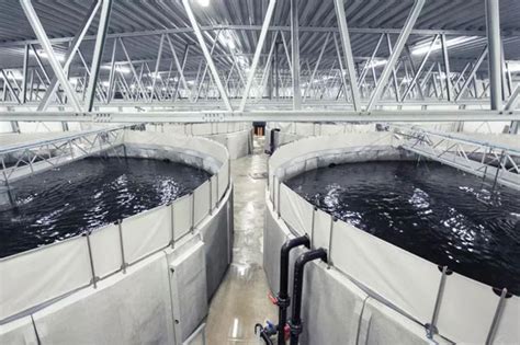 室内水泥池循环水养殖比目鱼-西安天浩环保
