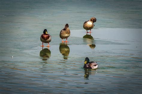 奥森南园湖里的鸭子。|南园|奥森|湖里_新浪新闻