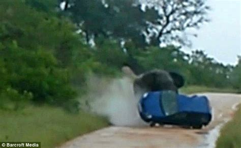 南非一头大象发怒攻击汽车，将汽车向后推了好几米，还压坏了引擎_象群