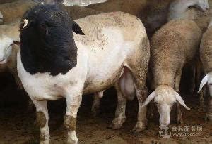 今日山羊价格 今日全国活羊价格表 纯种澳洲白种羊_济宁__羊-食品商务网