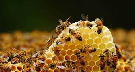 蜜蜂的特点是什么，蜜蜂生活特征
