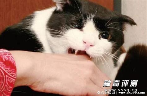 “网红”猫咖的安全隐患：逗猫被抓伤 责任怎么算？_新华报业网