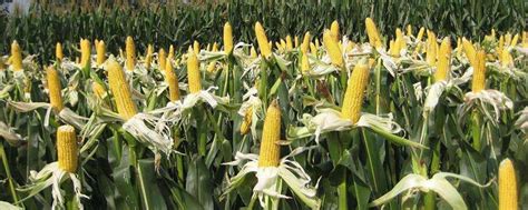 高产的玉米种子品种主要有哪些？ - 惠农网