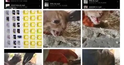 《当家主母》剧组虐猫事件造谣者，被判刑七个月_凤凰网视频_凤凰网
