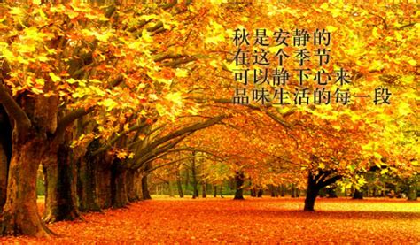 形容秋天的诗句唯美 带你领略古诗中的最美清秋