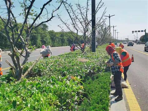 交通集团全力推进春季绿化养护工作