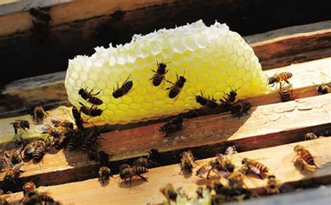 生活小知识：蜜蜂为什么要采蜜？_华夏网