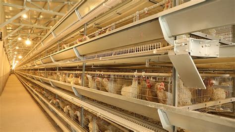 养鸡场需要全自动化养鸡设备，养鸡设备的功能和作用分析 - 知乎