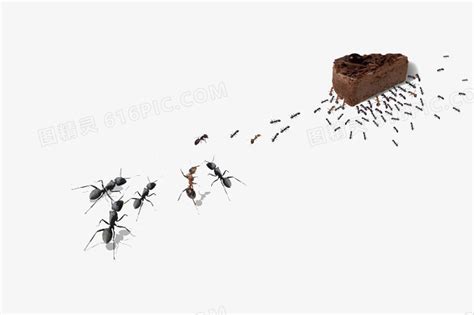 蚂蚁搬家的原因 - 知百科